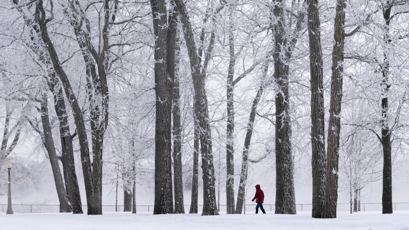 A man walks among trees covered in frost along the Ottawa river, Monday, Jan. 24, 2022 in Ottawa. Temperatures were expected remain cold with the overnight low around -26C. (Adrian Wyld/THE CANADIAN PRESS) 