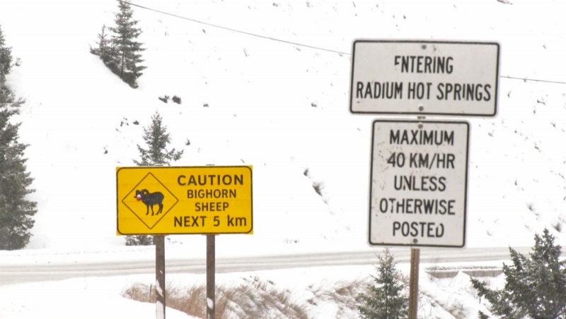 Signs outside Radium Hot Springs warn of bighorn sheep in the area. 