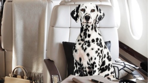 Olga Radlynska says her company has flown dogs of all sizes on their jets. (L'VOYAGE/CNN)
