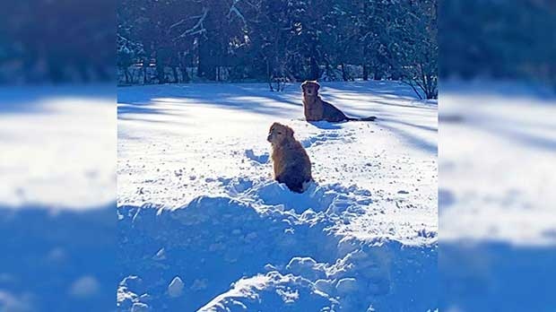 Duke and Duchess enjoying the snow. Photo by Joy Sutyla.