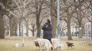 A dog walker walks several dogs in park during coronavirus outbreak in downtown Toronto. (Shawn Goldberg/Dreamstime)
