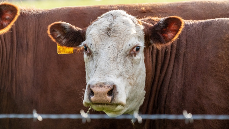 A cow pictured on Vancouver Island in this file photo: (iStock)