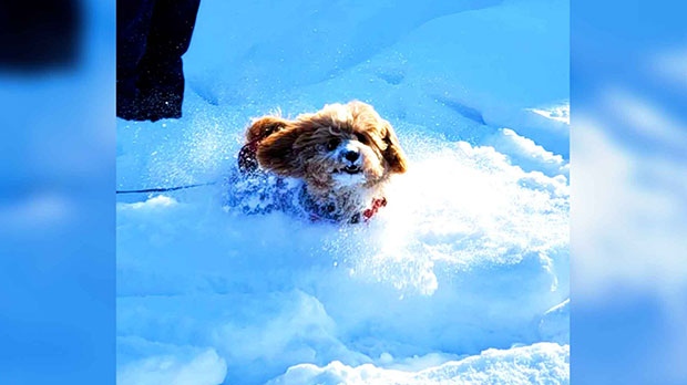 Yukie loving the snow. Photo by Jaymie & Andy Lingcong.