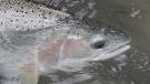 A steelhead is shown in a handout photo. (Watershed Watch Salmon Society - Craig Orr)