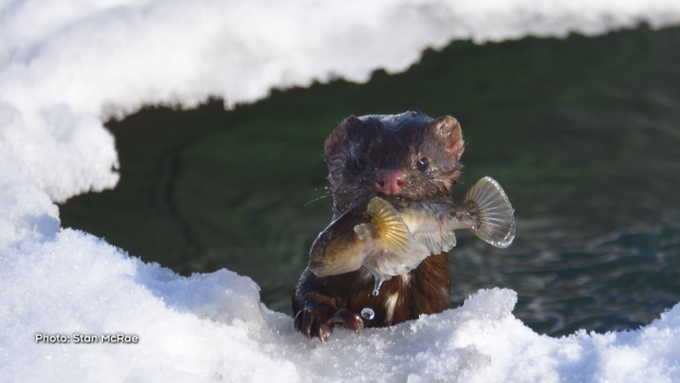 American mink having a goby for lunch. (Stan McRae/CTV Viewer)