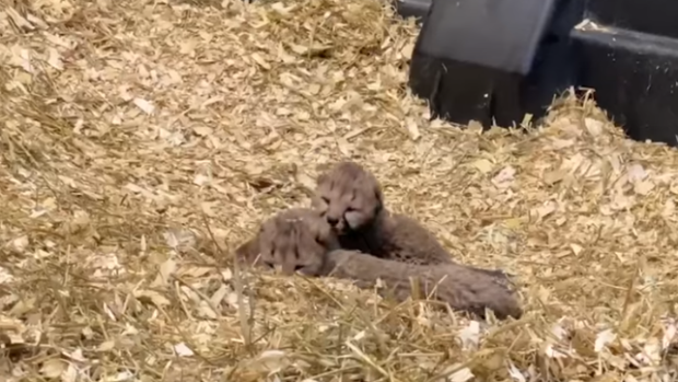 Cheetah cubs are seen in a screengrab of a video posted by the Toronto Zoo. 