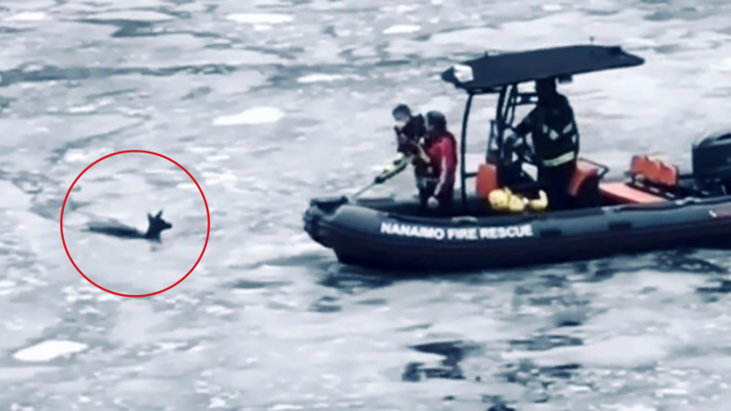 Firefighters in Nanaimo, B.C., came to the rescue after this deer fell into a frozen lake on Jan. 25.  (Source: Collen Tomlin)