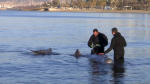 Crews were seen caring for and trying to free a wounded whale that became trapped near a beach off Greece, on Jan 28.