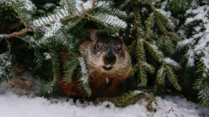 If the groundhog sees its shadow, folklore says winter will last for six more weeks, whereas if no shadow is seen, it is a sign of an early spring. (SOURCE: Facebook/ Shubenacadie Wildlife Park)