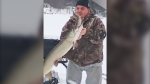 Jerry Burke, one of the owners of Mill Lake Lodge,  had a 20-inch pike on his line this week when it was grabbed by a 50-inch muskie.
