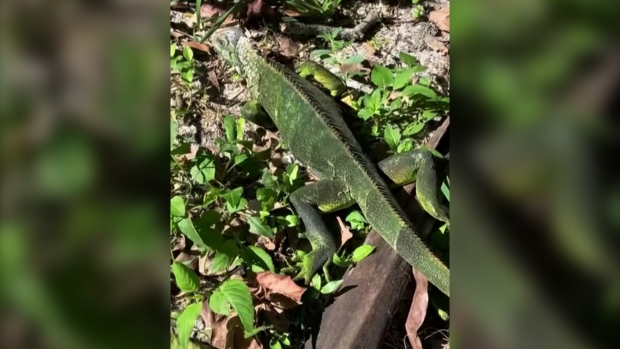Florida is so cold iguanas are falling out of trees