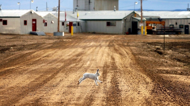 Arctic hare makes record-breaking 388-kilometre journey across Canada's North