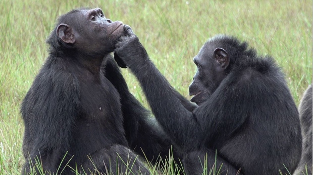 Simpanse mengoleskan ‘obat’ pada luka satu sama lain untuk menunjukkan empati