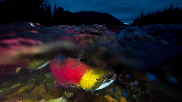 Pacific Salmon Treaty failing to address harvest of struggling B.C. stocks, advocates say