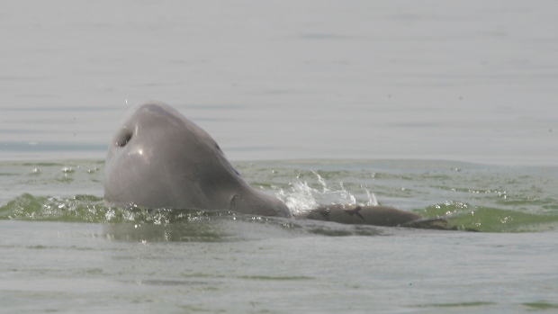 L’ultimo delfino nel nord-est della Cambogia muore in acqua dolce
