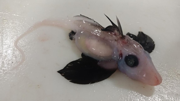 'Very rare' baby ghost shark found by scientists