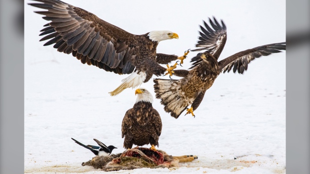 Nearly half of U.S. bald eagles suffer lead poisoning