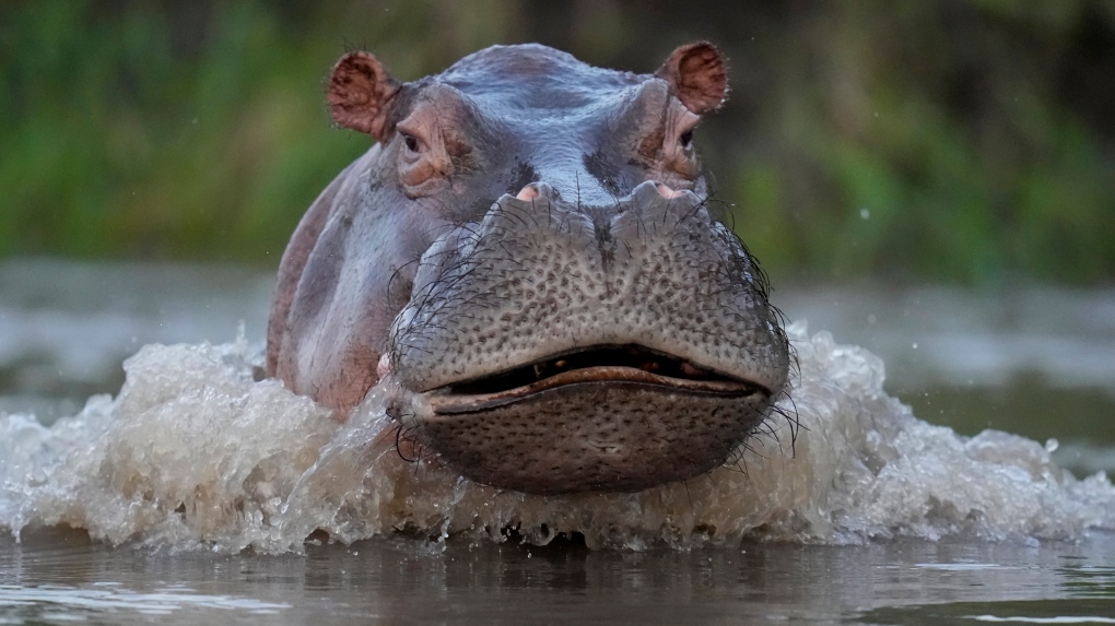 hippo columbia