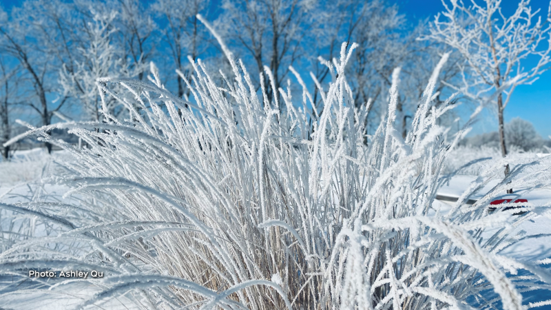 Pure frost and bright blue sky on Wateridge Village, Ottawa. (Ashley Qu/CTV Viewer)