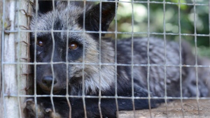 A fox is bred for its fur (photo: Jo-Anne McArthur / #MakeFurHistory / We Animals Media)