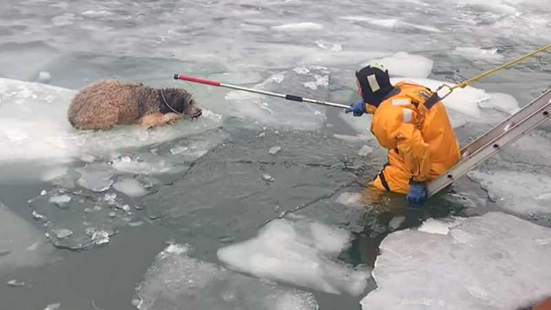 This dog was rescued safely after escaping from its owner and getting stranded on a icy river on Feb. 28, 2022 in Wyandotte, Michigan.
