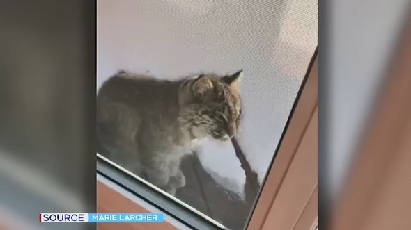 A family in Greater Sudbury captured video of a young bobcat sunning itself of their patio. (Maria Larcher)