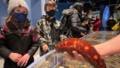 The Canadian Museum of Nature has a new interactive experience where visitors can touch ocean dwelling creature from west-coast habitats, like this giant sea cucumber. Ottawa, On.. Mar. 2, 2022. (Tyler Fleming/CTV News Ottawa)