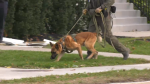 The Barrie Police Services K9 Unit - file image (CTV News Barrie)