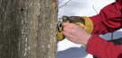 Tapping a maple syrup tree at Elsie's Creek Farm in Coldwater, Ont., on Thursday, March 4, 2022 (Steve Mansbridge/CTV News)