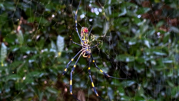 Ilmuwan: Laba-laba Joro invasif bisa menyebar di AS