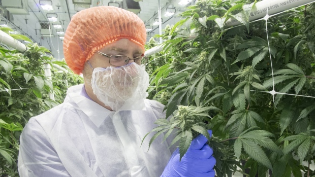 Mario St. Michel, quality control manager, examines some of the cannabis plants at the Verdelite facility Wednesday, February 20, 2019 in Sainte-Eustache, Que. THE CANADIAN PRESS/Ryan Remiorz