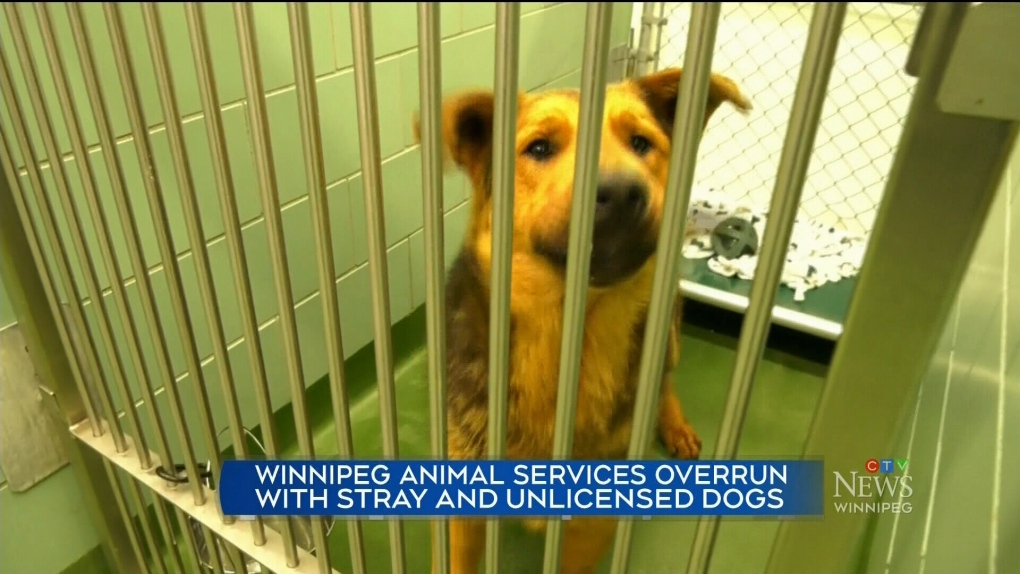 Winnipeg Animal Services overflowing | CTV News