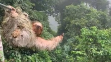 Kid runs into sloth while ziplining