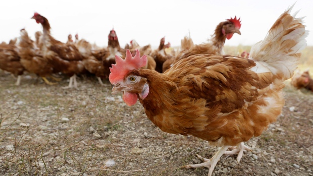 Kasus flu burung memaksa pembunuhan 5,3 juta ayam di Iowa