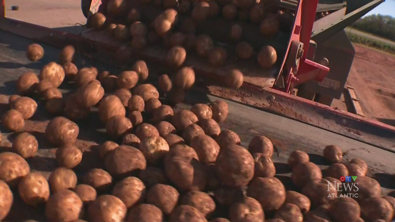 P.E.I. potato trade opens to the U.S.