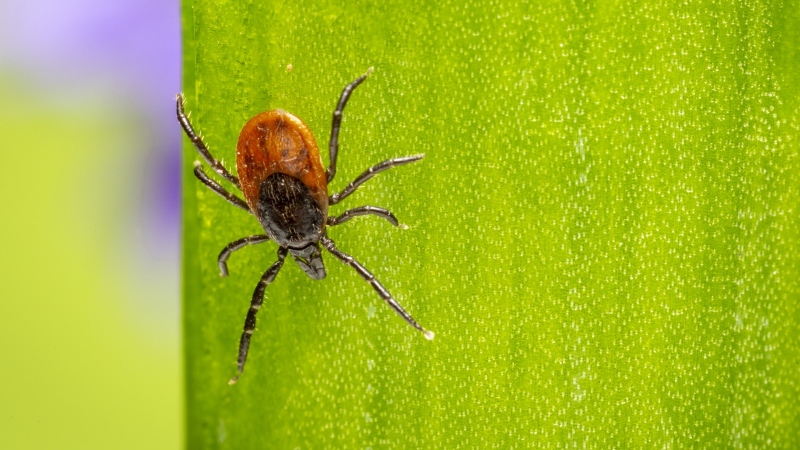 A tick is seen in this file photo. (Pexels)
