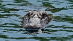 An alligator floats in a pond at Innisbrook in Palm Harbour, Fla on Sunday, March 20, 2022. (AP Photo/Chris O'Meara)