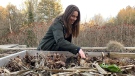 Angela Hunt checks on her garlic plants growing in her home vegetable garden. (Kimberley Johnson/CTV News Ottawa