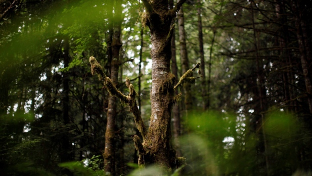 Hutan Kanada: Survei menemukan dukungan untuk perlindungan yang lebih besar