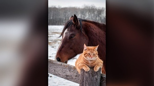 Rupert the cat hanging out with the herd at Sandy Ridge Sables. Photo by Kevin Friesen 