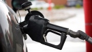 The handle from a gasoline pump hangs from the filler neck of a motorist's vehicle at a Shell station Saturday, July 31, 2021, in Englewood, Colo. (AP Photo/David Zalubowski)