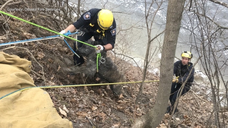 Ottawa Fire rescue teams safely bring 'Medo' the 100-pound Bouvier a steep embankment to reunite with his owner. (Ottawa Fire Services)