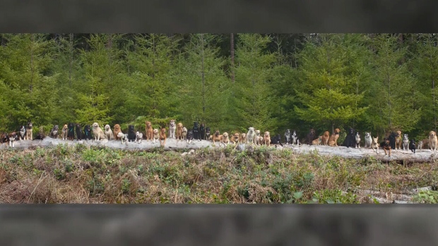 Pejalan anjing BC berpose 55 anjing untuk penggalangan dana