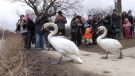 Swans are released back into the Avon River in Stratford. (Colton Wiens/CTV Kitchener) (Apr. 3, 2022)