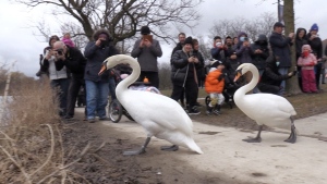 Swans are released back into the Avon River in Stratford during the city's annual spring swan parade. (Colton Wiens/CTV Kitchener) (Apr. 3, 2022) 