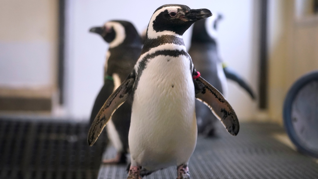 Magellan penguins 