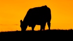 A stock photo shows the silhouette of grazing cow at sunset. (Getty Images) 