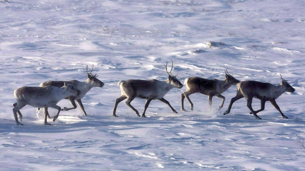 Caribou roaming the tundra
