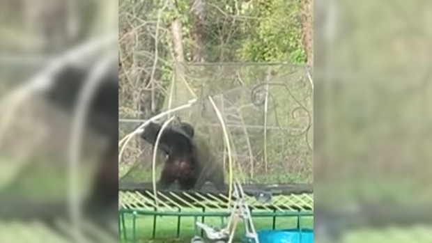 Beruang hitam bergulat di Coquitlam, BC, trampolin