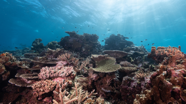 Le changement climatique pourrait anéantir les récifs coralliens d’ici 30 ans (rapport)